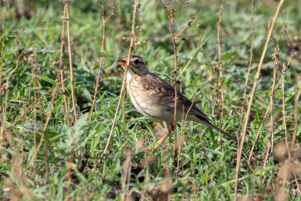 Jerdon's Bushlark - ML646267794