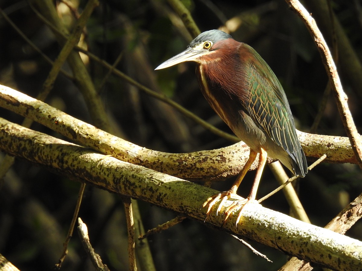 Airone verde - ML646267795