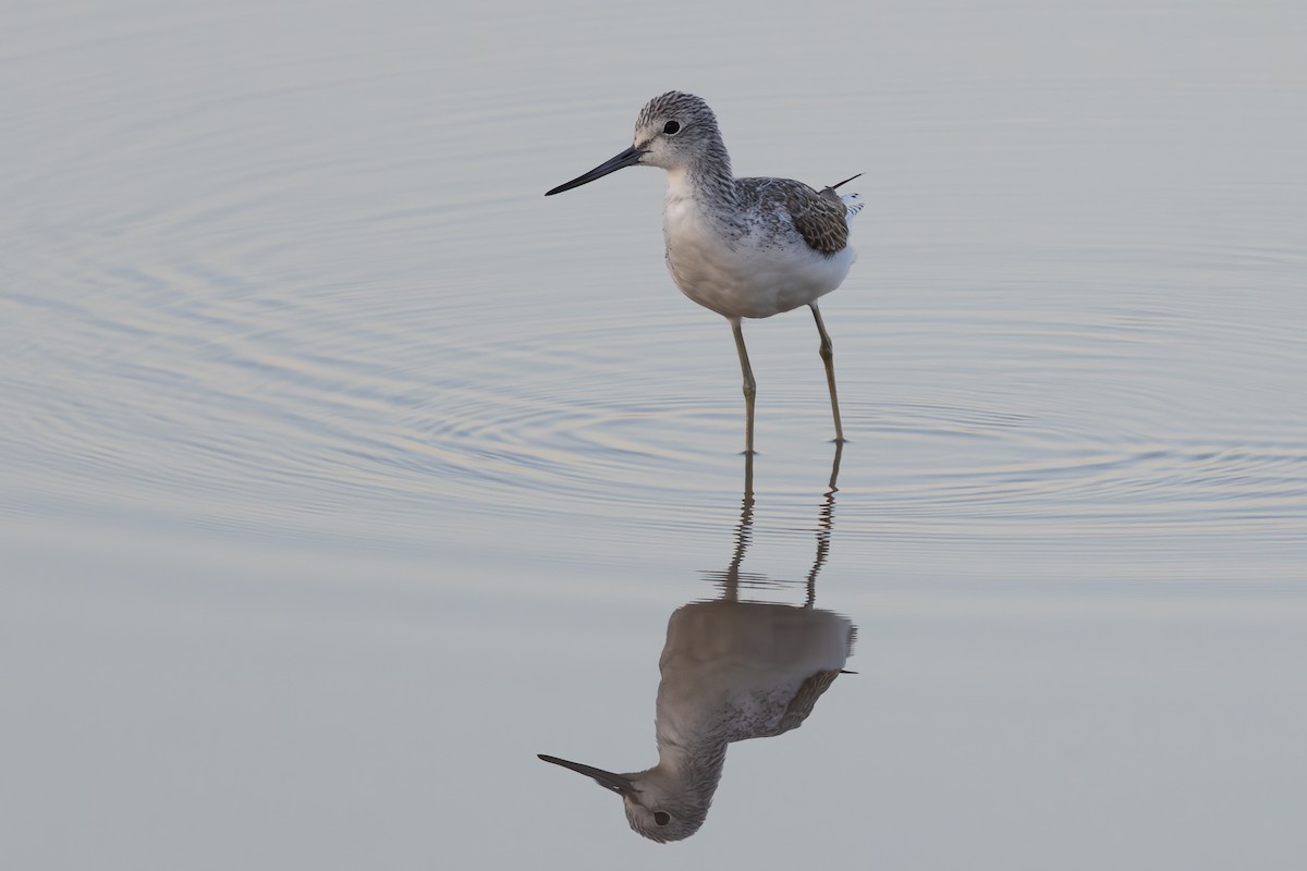 Common Greenshank - ML646267802