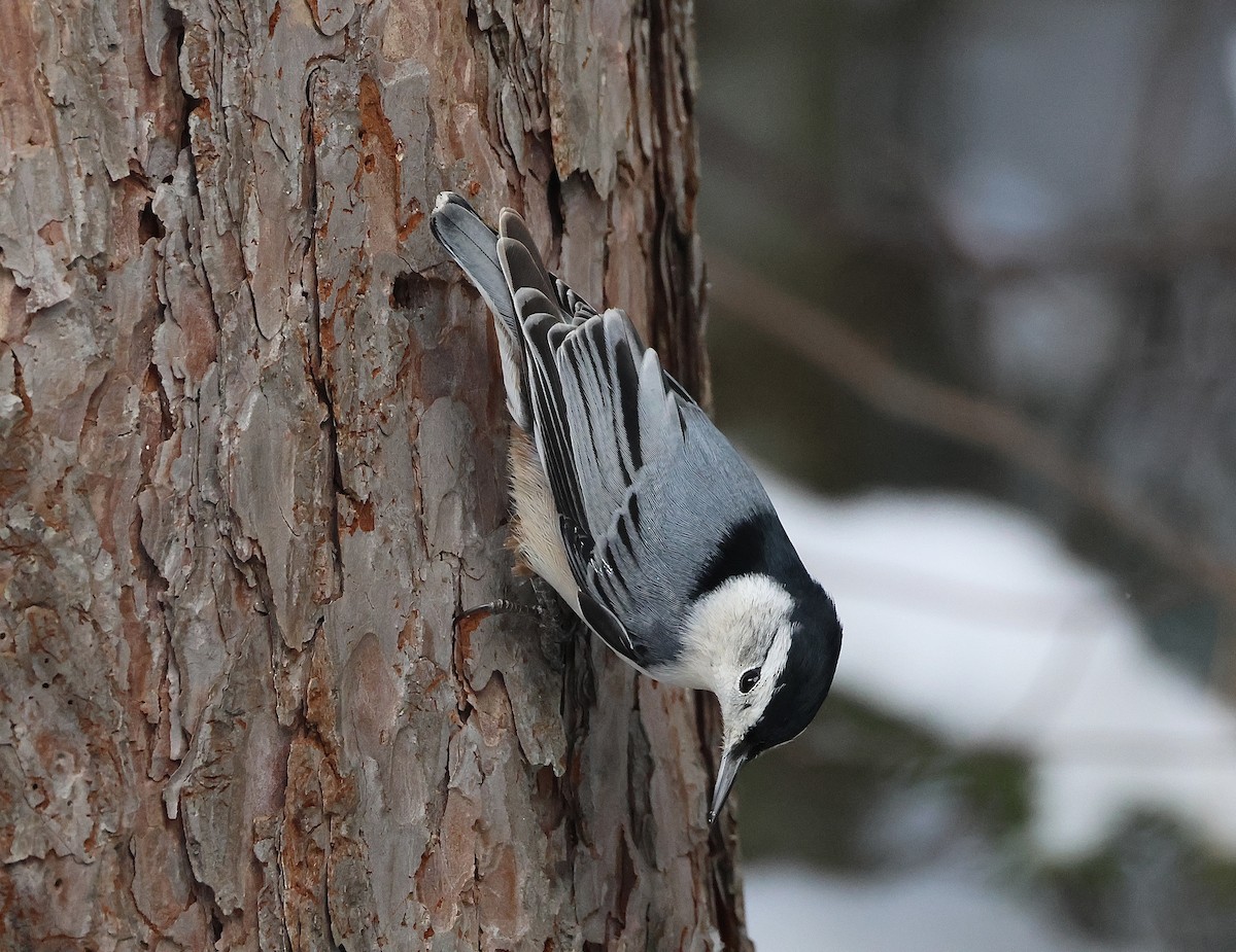 White-breasted Nuthatch - ML646267804