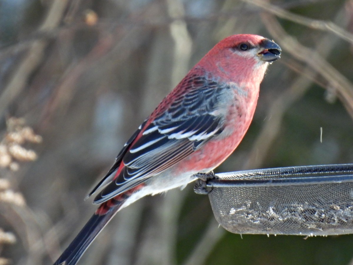 hýl křivčí - ML646267810