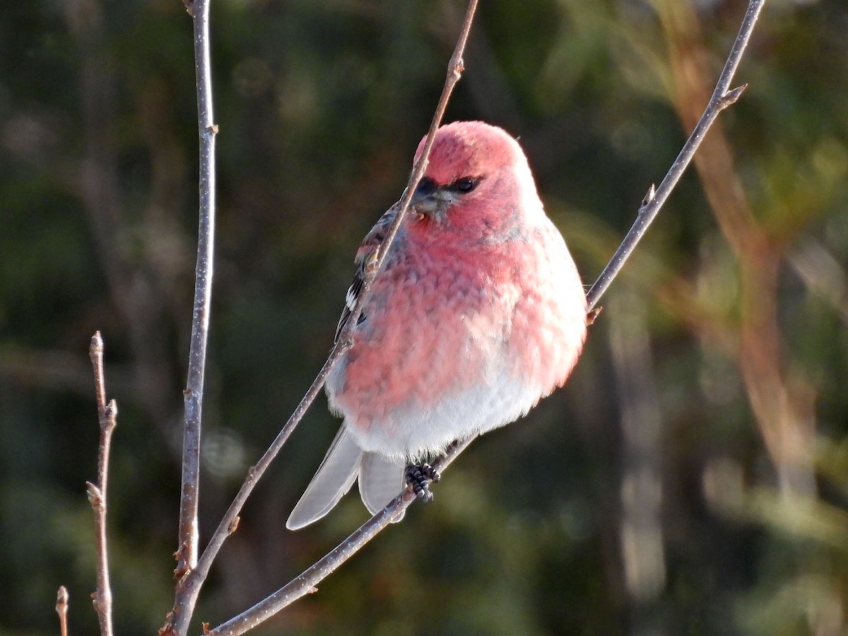 hýl křivčí - ML646267816