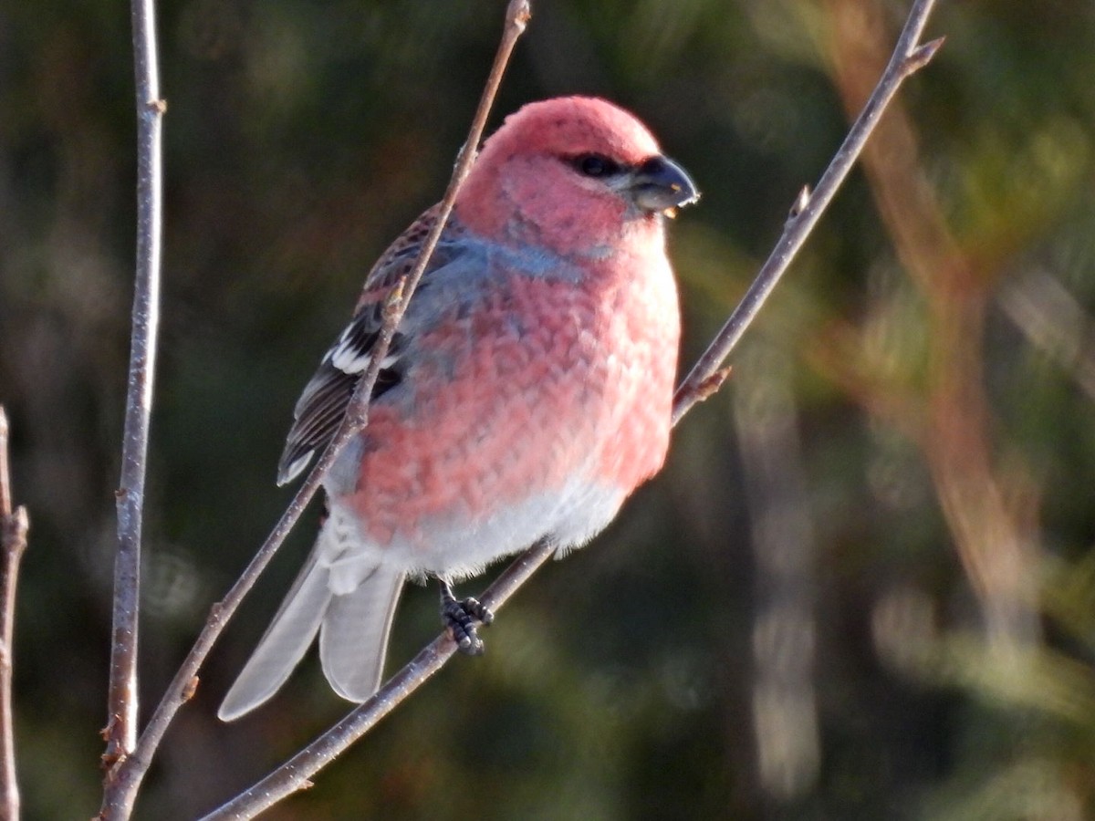 hýl křivčí - ML646267817