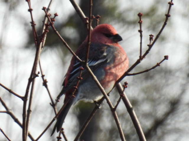 hýl křivčí - ML646267819