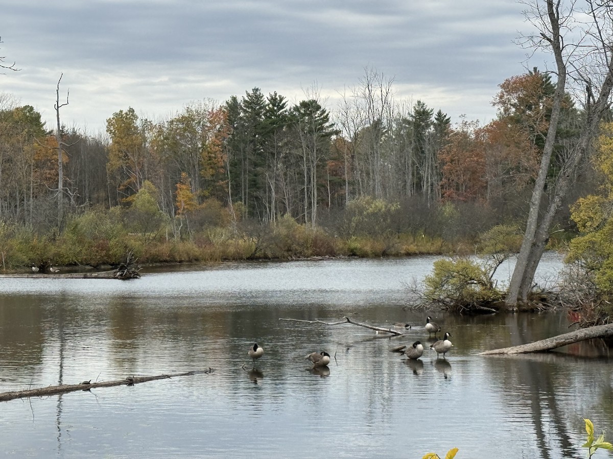 Oca canadese maggiore - ML646267826