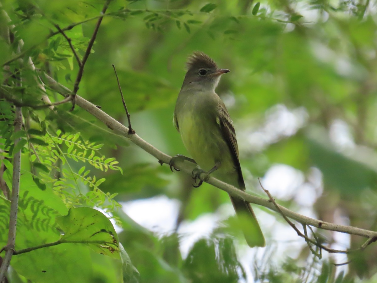 Желтобрюхая эления - ML646267840