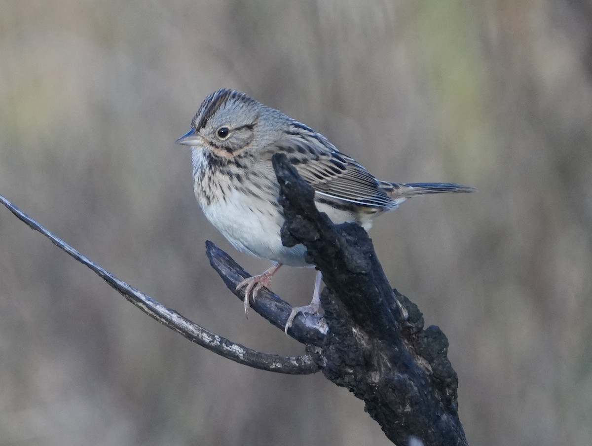 Lincoln's Sparrow - ML646267843