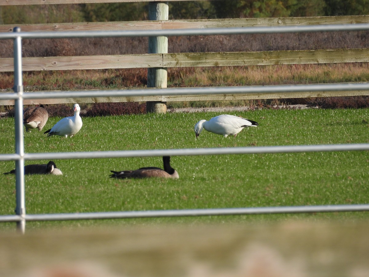 husa sněžní - ML646267844