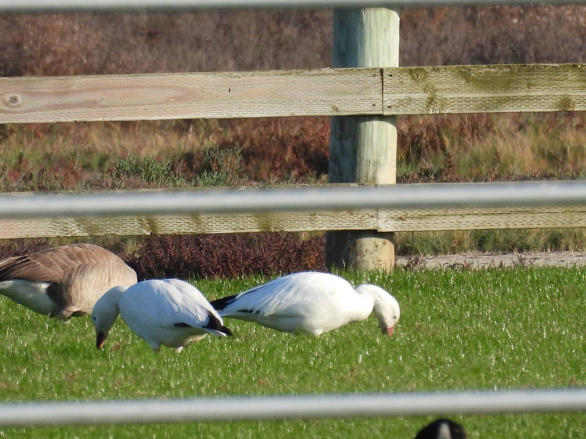 husa sněžní - ML646267845