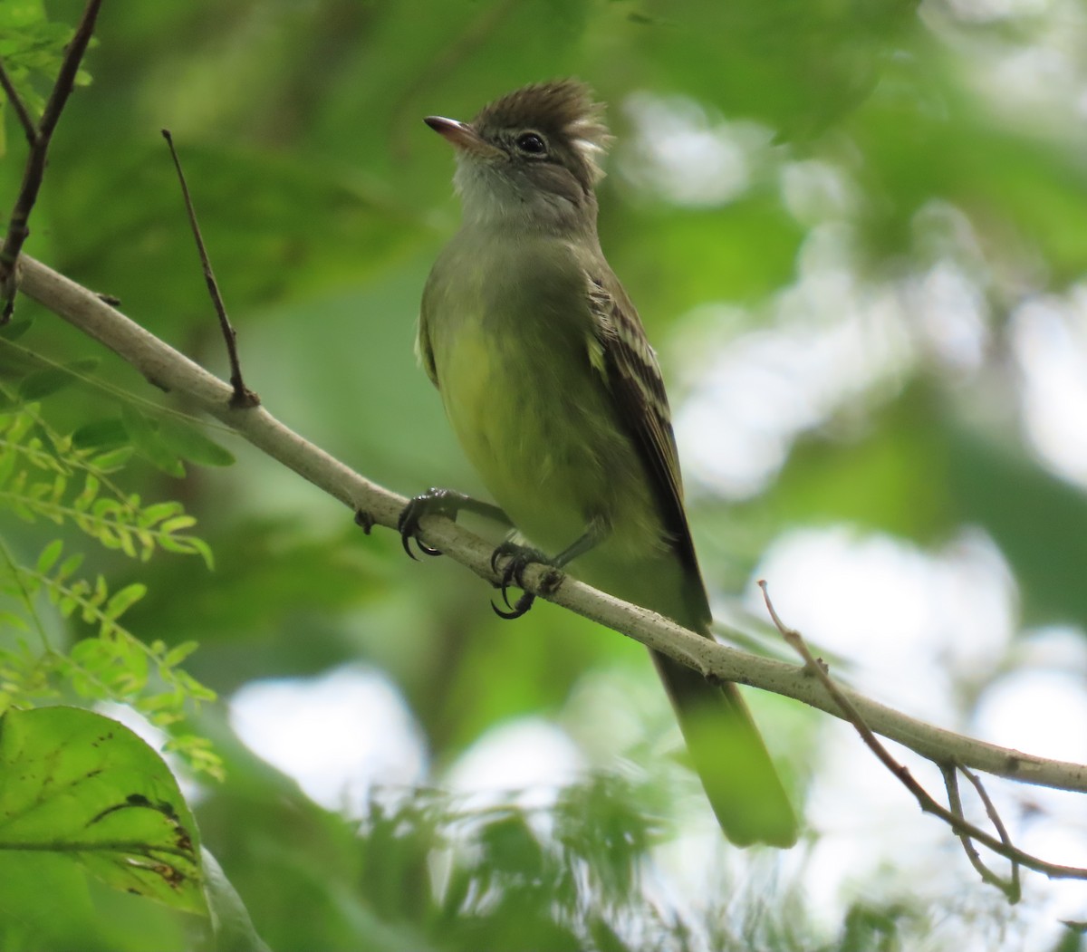 Желтобрюхая эления - ML646267847