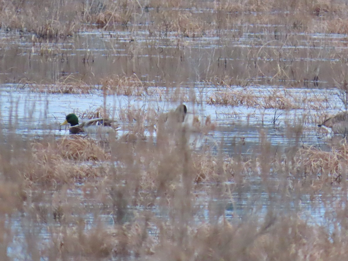 Mallard - ML646267848