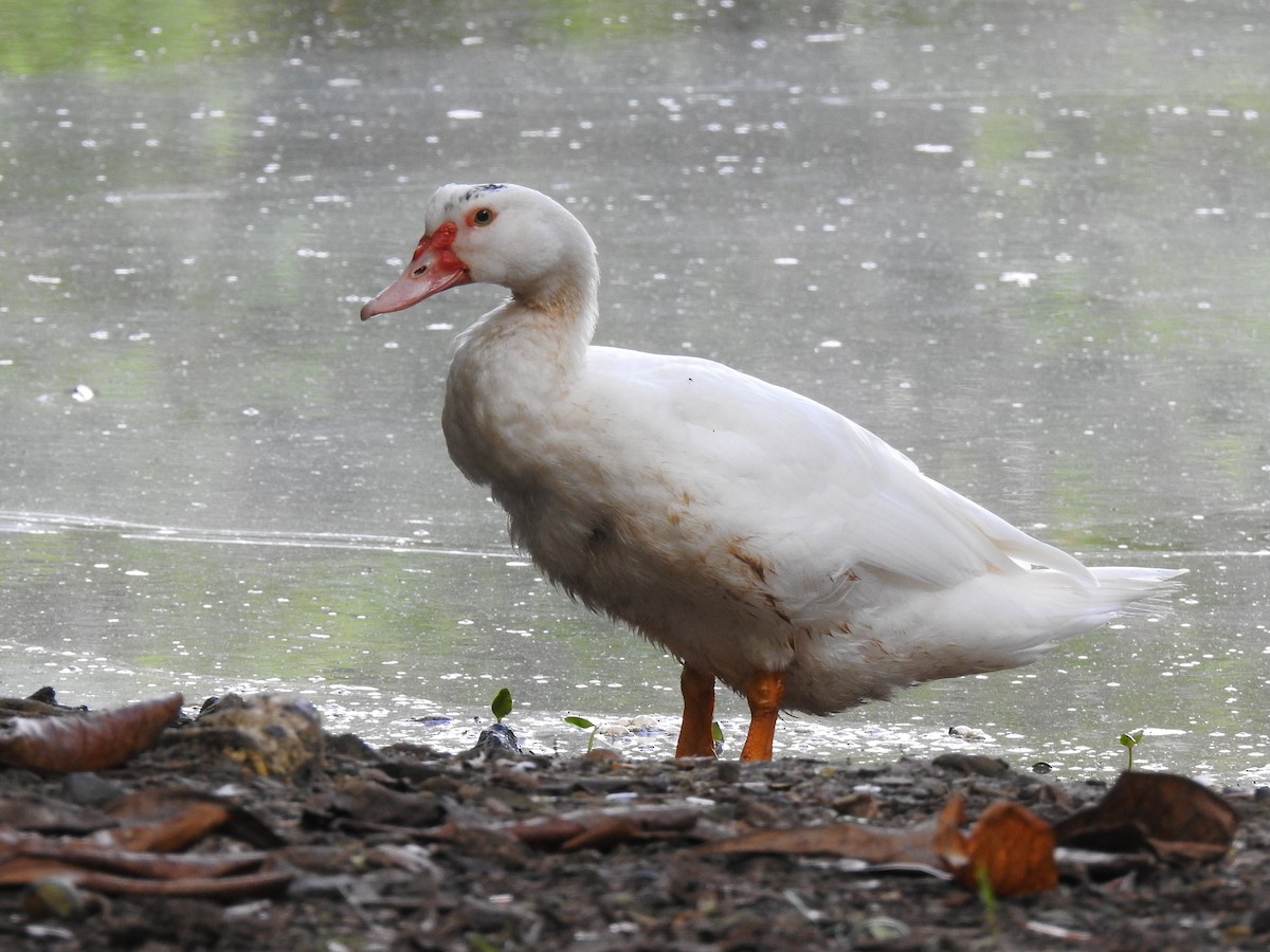 Anatra muta (domestica) - ML646267849