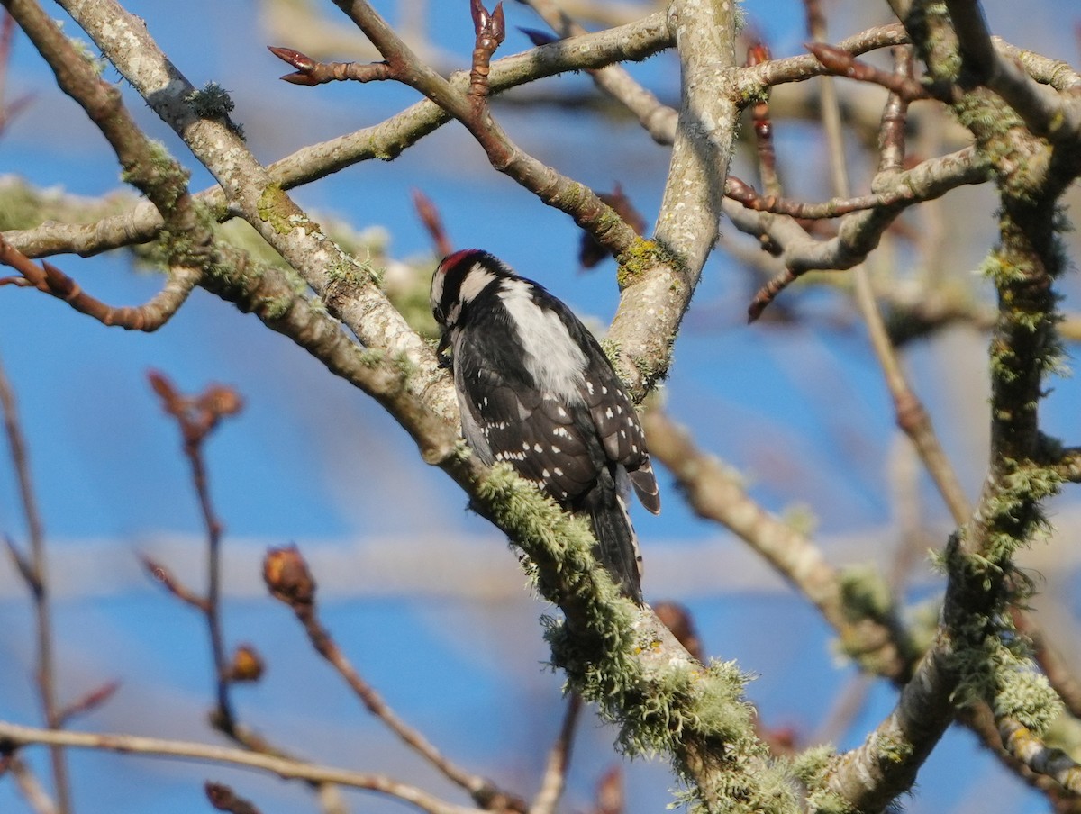 Downy Woodpecker - ML646267855