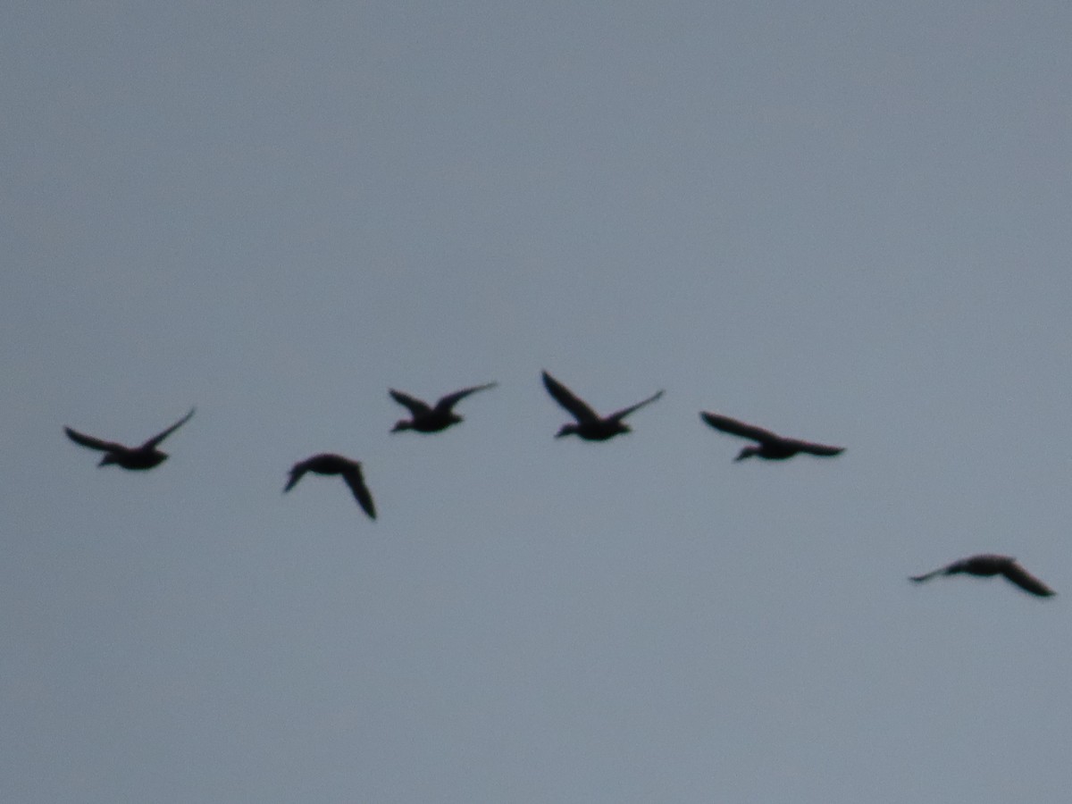 American Black Duck - ML646267858