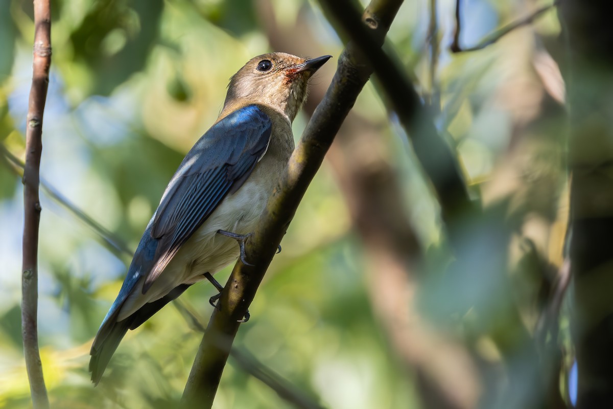 Blue-and-white Flycatcher - ML646267865