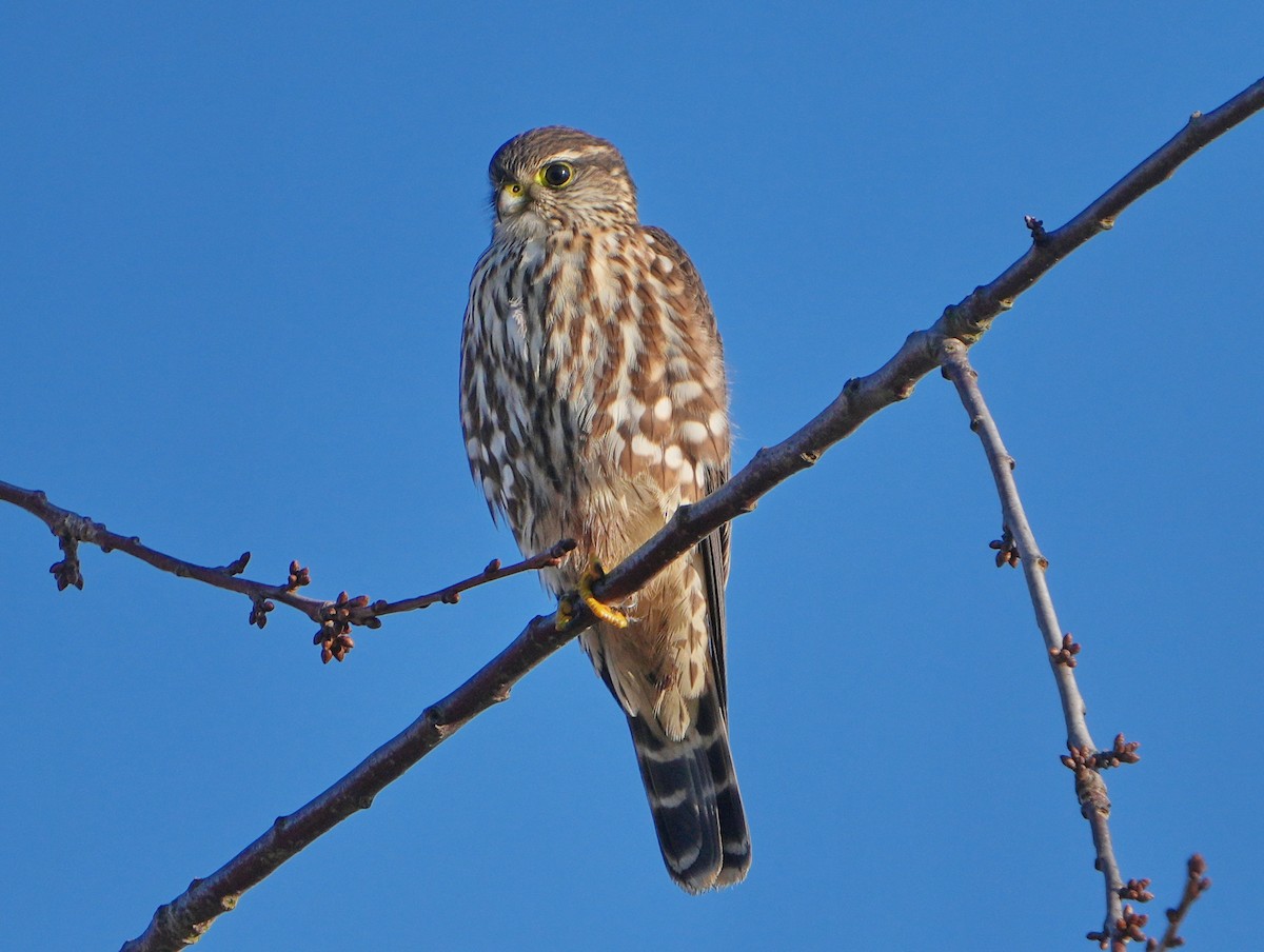 Merlin - ML646267875