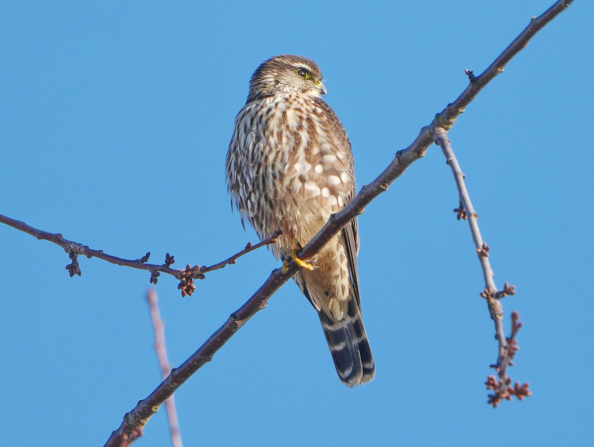 Merlin - ML646267877