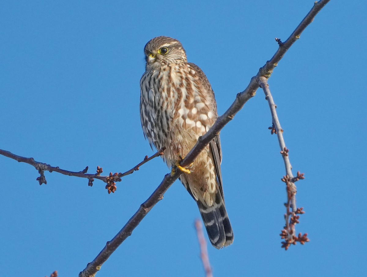 Merlin - ML646267878