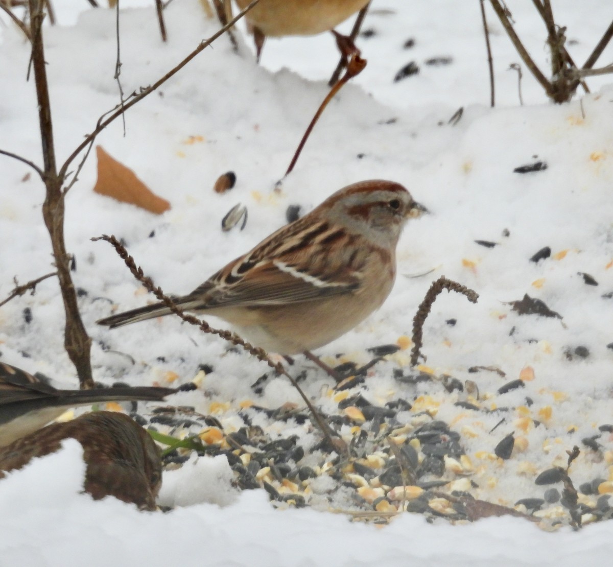 ムナフヒメドリ - ML646267885