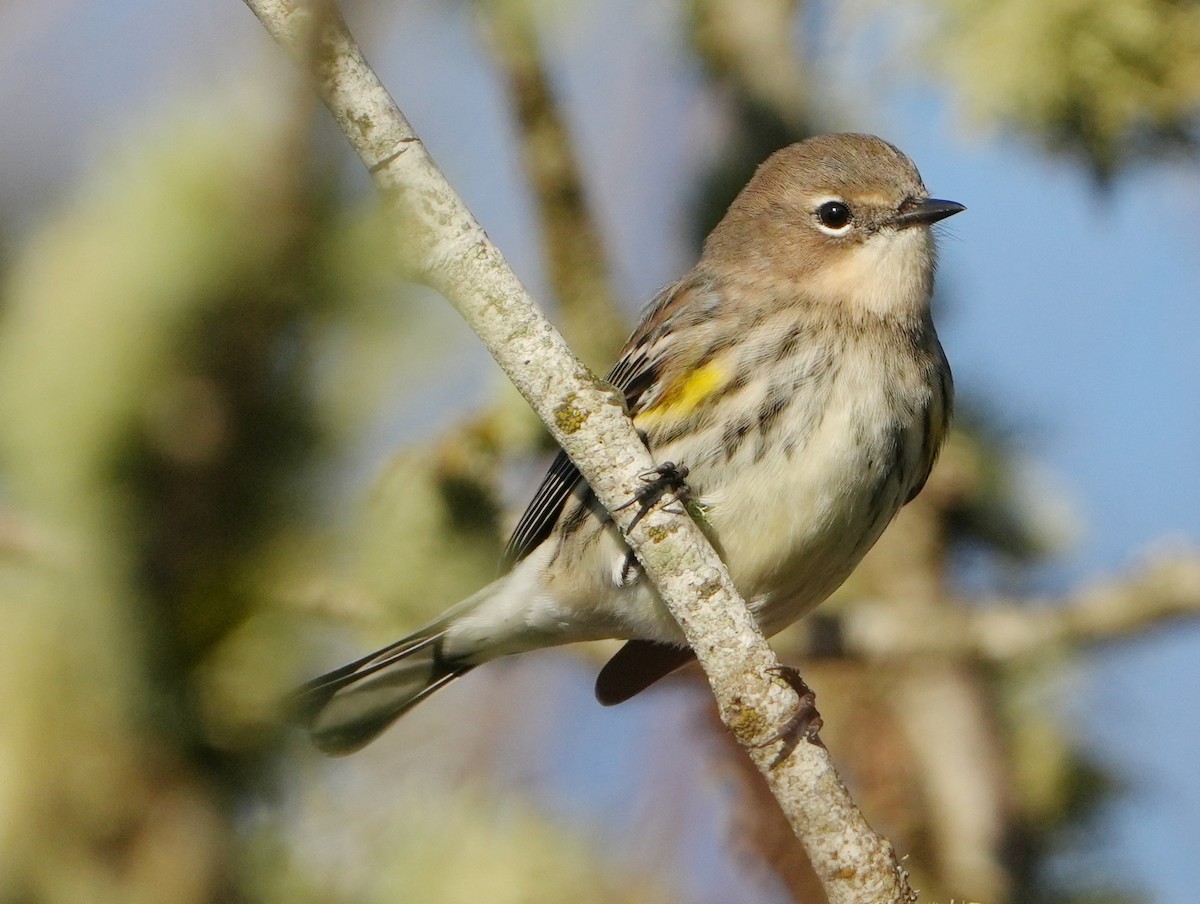 Yellow-rumped Warbler - ML646267889