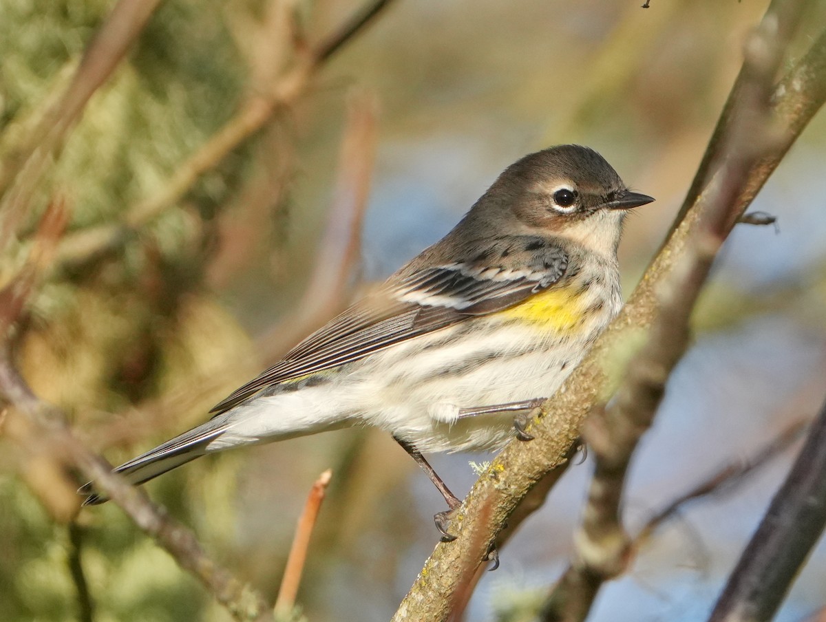 Yellow-rumped Warbler - ML646267890