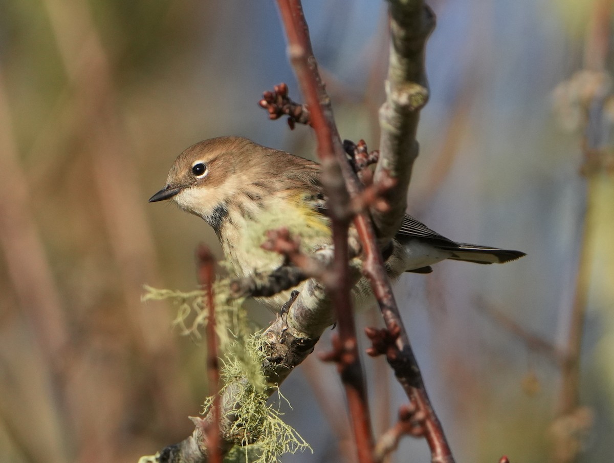 Yellow-rumped Warbler - ML646267891