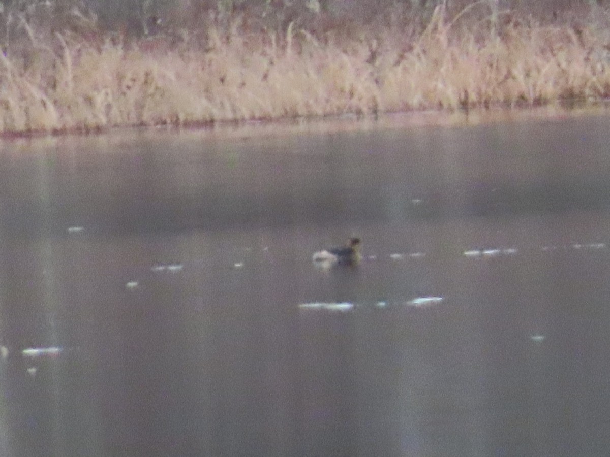 Pied-billed Grebe - ML646267894