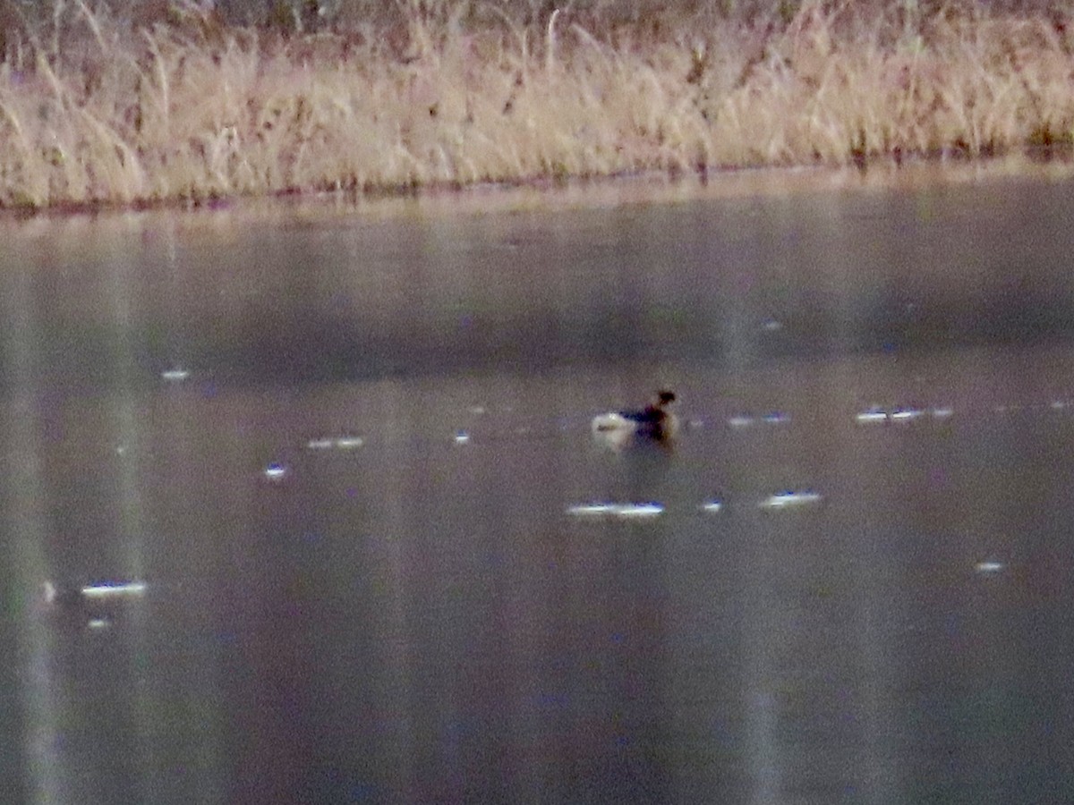 Pied-billed Grebe - ML646267895