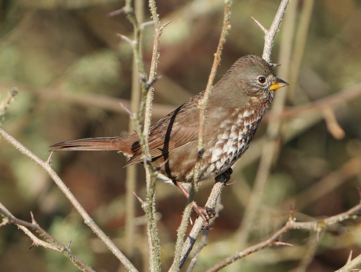 Fox Sparrow - ML646267904