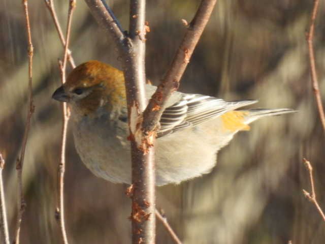 hýl křivčí - ML646267906