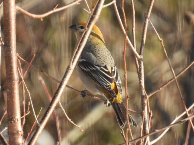 hýl křivčí - ML646267907