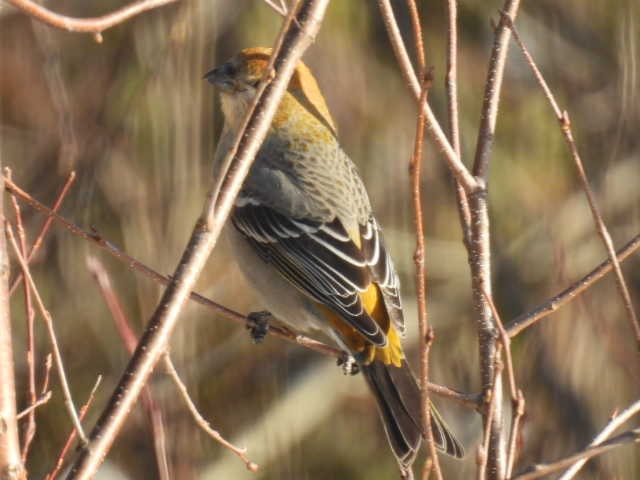 hýl křivčí - ML646267908