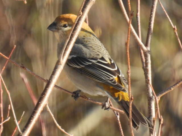 hýl křivčí - ML646267909