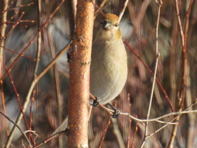 hýl křivčí - ML646267910