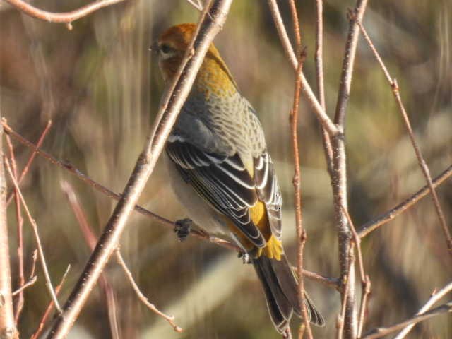 hýl křivčí - ML646267911