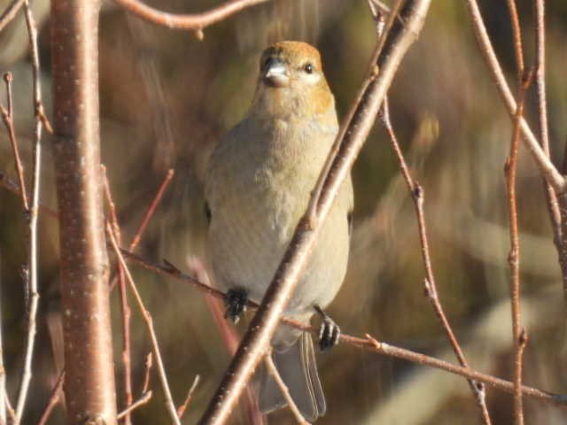 hýl křivčí - ML646267912