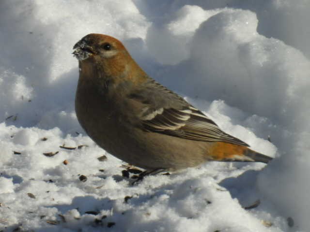 hýl křivčí - ML646267913