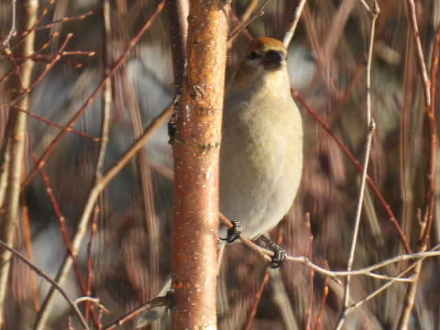 hýl křivčí - ML646267914