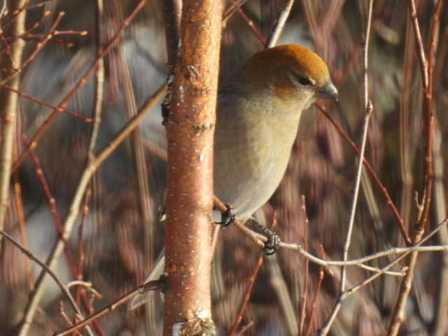 hýl křivčí - ML646267915