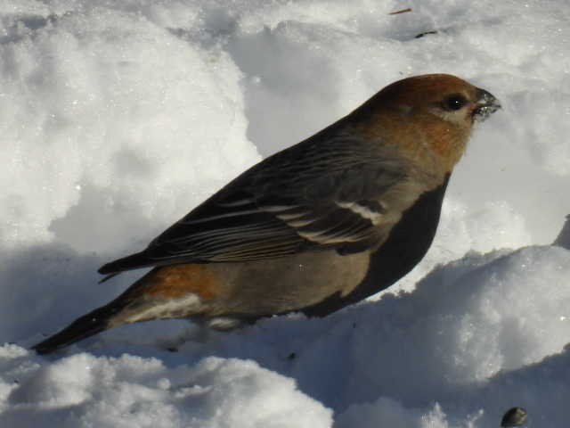 hýl křivčí - ML646267916