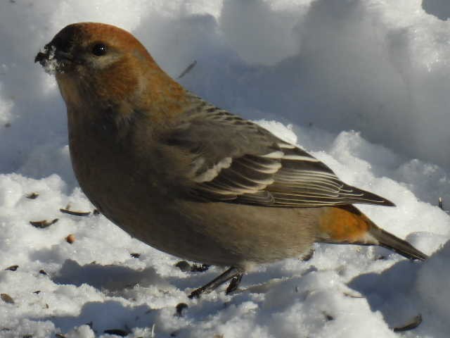 hýl křivčí - ML646267917