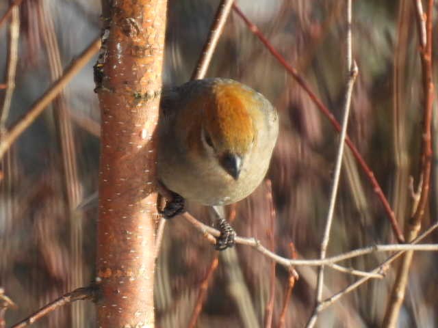 hýl křivčí - ML646267918