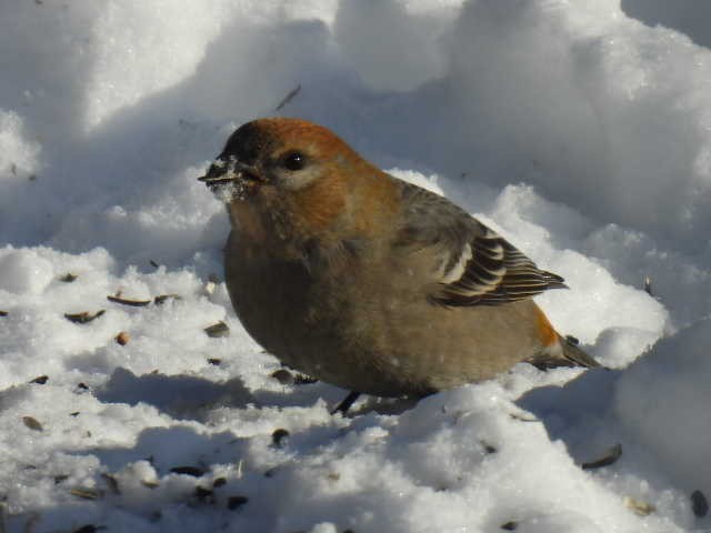 hýl křivčí - ML646267919