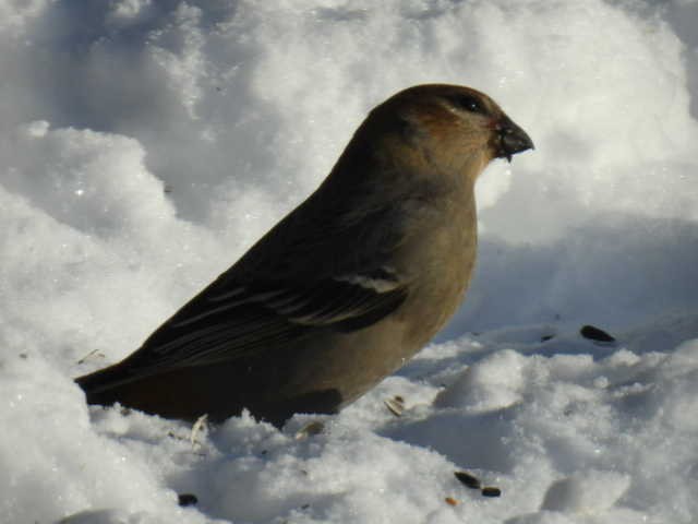 hýl křivčí - ML646267920