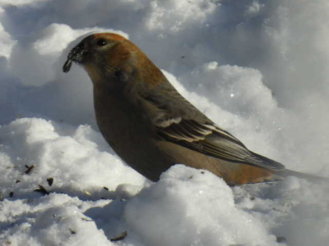 hýl křivčí - ML646267921