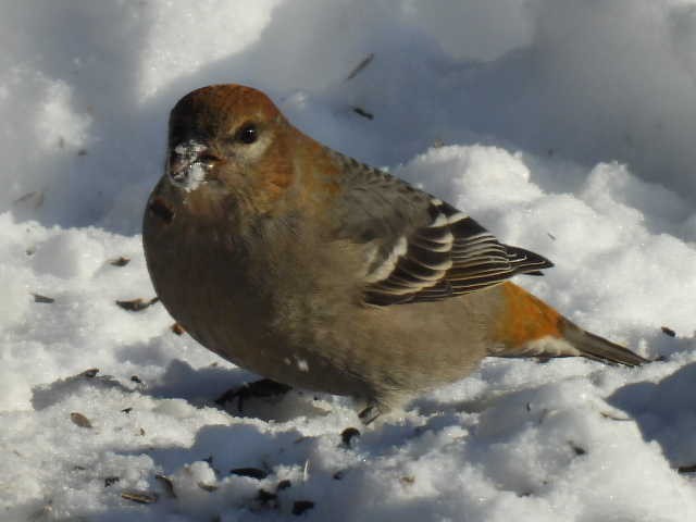 hýl křivčí - ML646267922