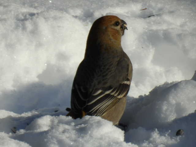 hýl křivčí - ML646267923