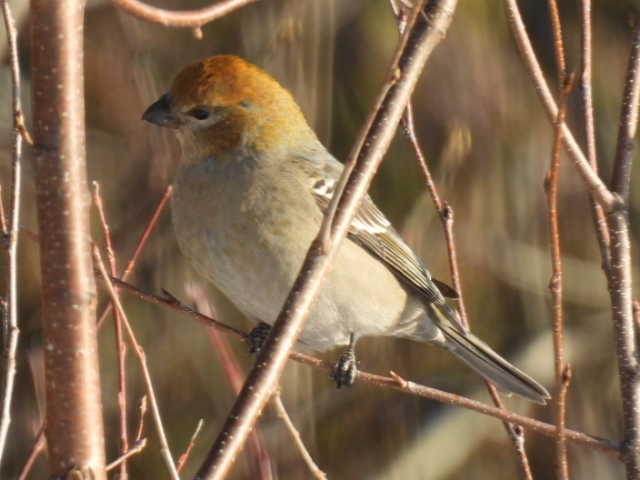 hýl křivčí - ML646267924