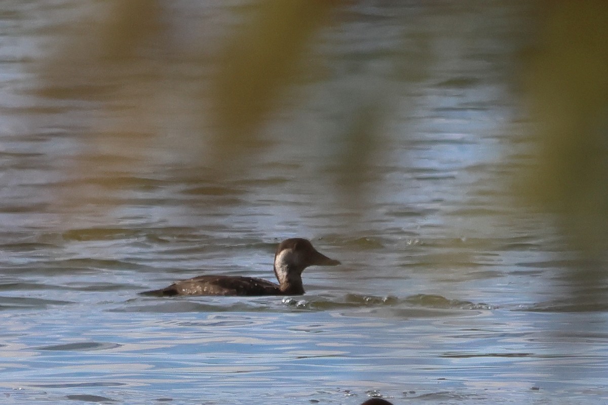 Black Scoter - ML646267926