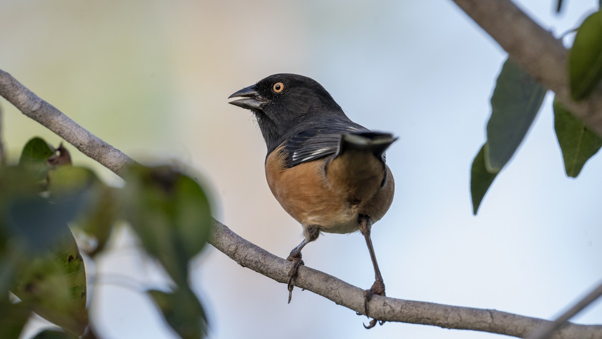Eastern Towhee (White-eyed) - ML646267927